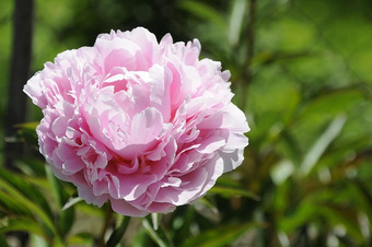 Duftende Pfingstrose